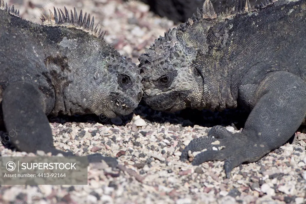 Female marine iguanas fighting Isabella Galapagos
