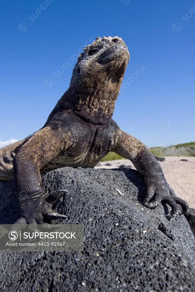 Male marine iguana on a rock Isabella Galapagos