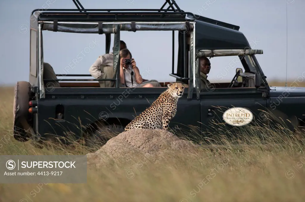 Young placid Cheetah posing Masai Mara Kenya