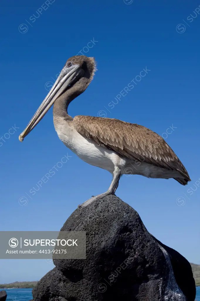 Brown Pelican on a rock Isabella Galapagos