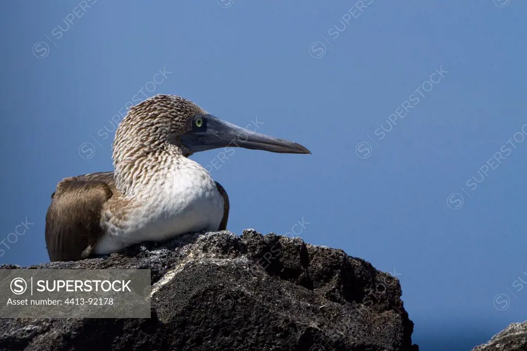 Blue-footed Booby lying on a rock Isabella Galapagos