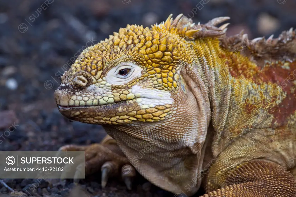 Portrait of Land Iguana on a rock Galapagos