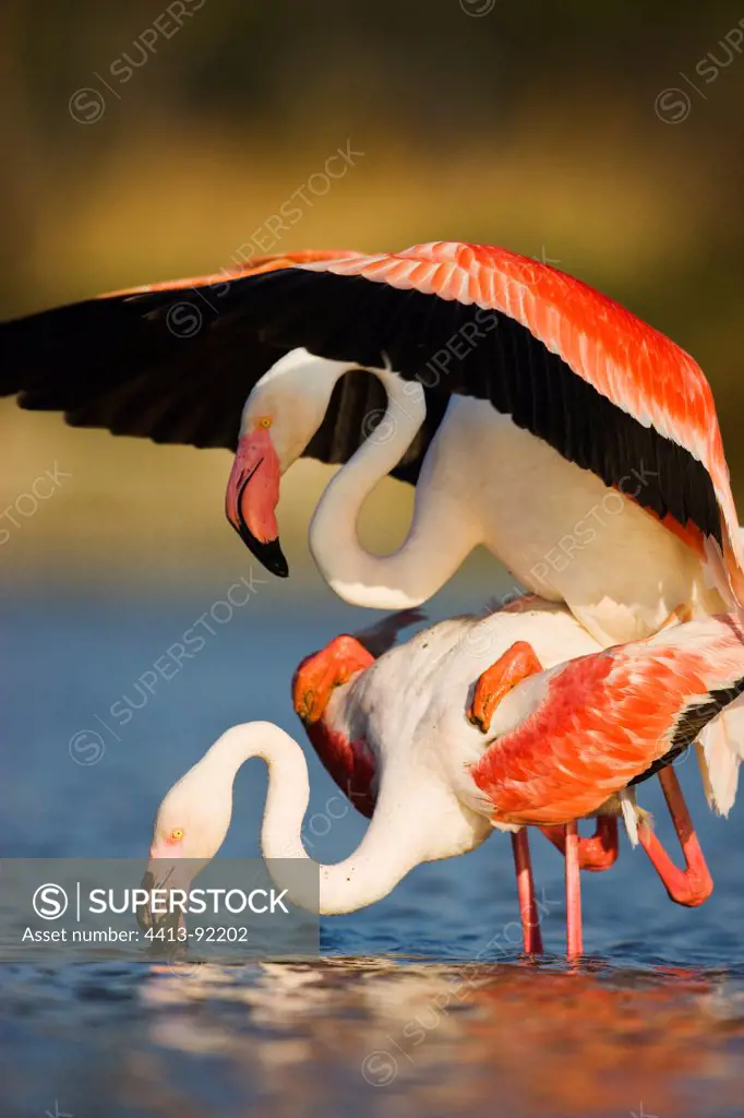 Greater Flamingos in lagoon mating Pont du Gau Camargue