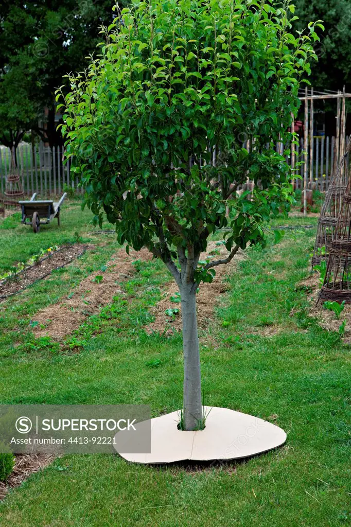 Cardboard mulsh around a pear tree in a garden