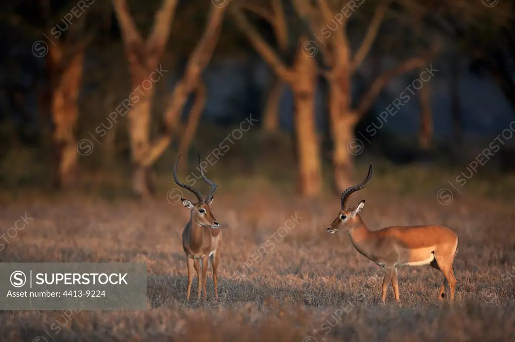 Young male Impalas in savanna Nakuru Kenya