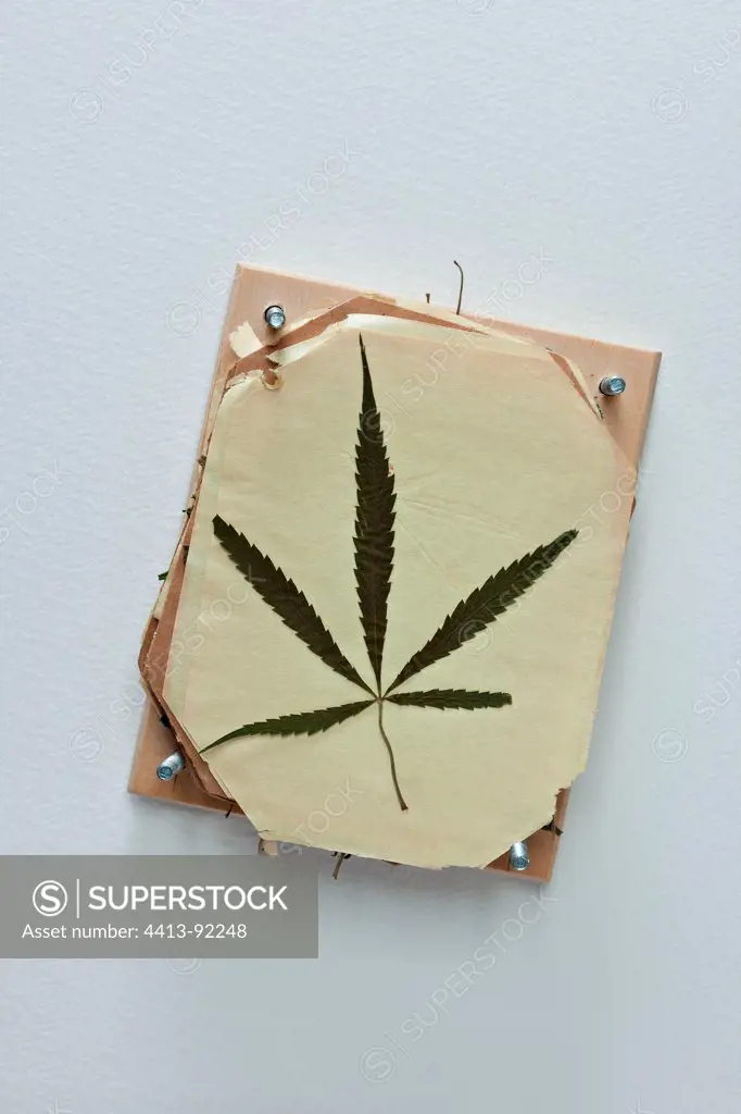 Cannabis leaf in herbarium