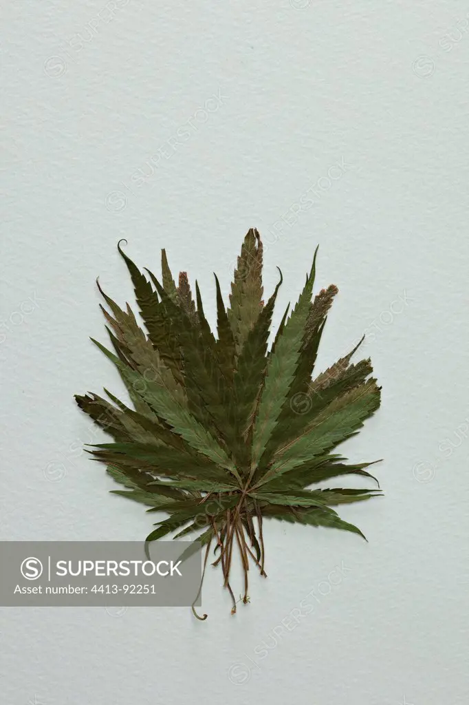 Dry cannabis leaves in studio