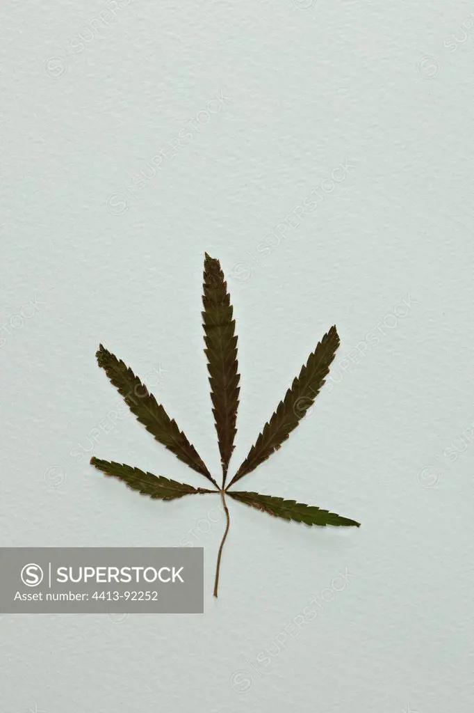 Dry cannabis leaf in studio