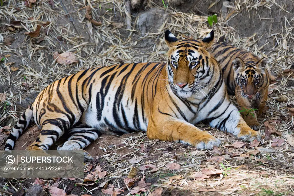 Bengal tigress with one of her cubs in bamboo forest India