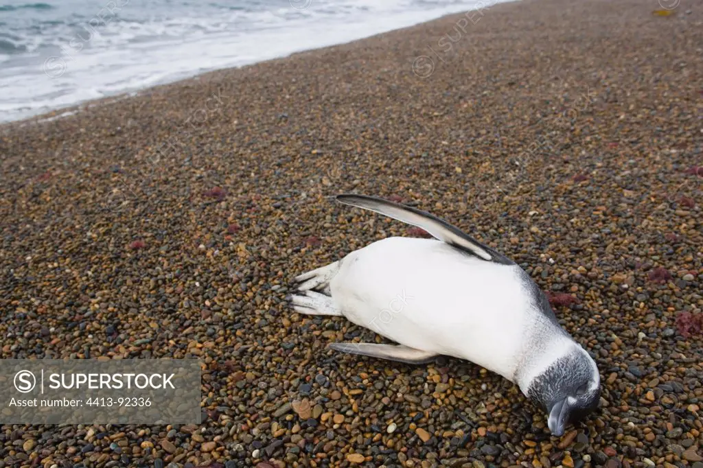 Dead magellanic penguin on gravel beach Valdes Peninsula