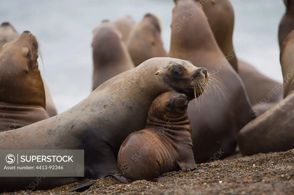 Females southern sea lions on beach and mother with pup