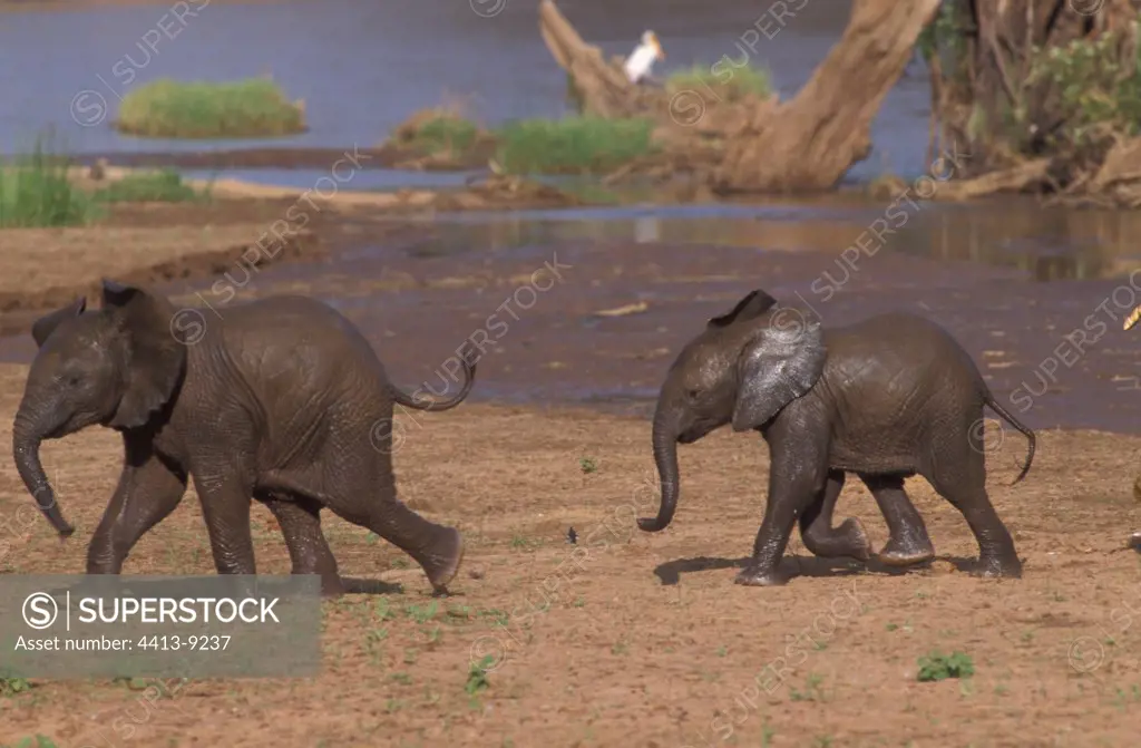 Elephant calves running after their bath Africa
