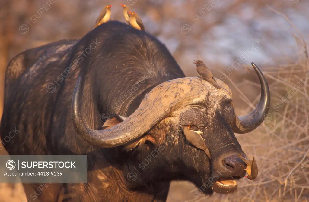 Oxpeckers on a Cape Buffalo Africa