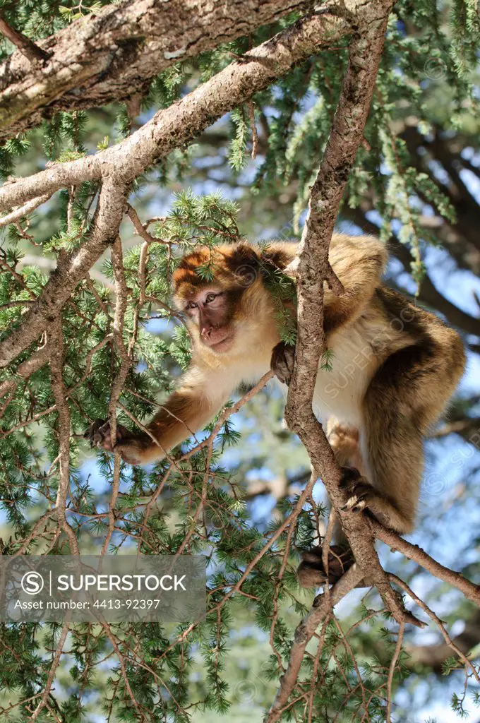 Barbary macaque into an African cedar in Morocco