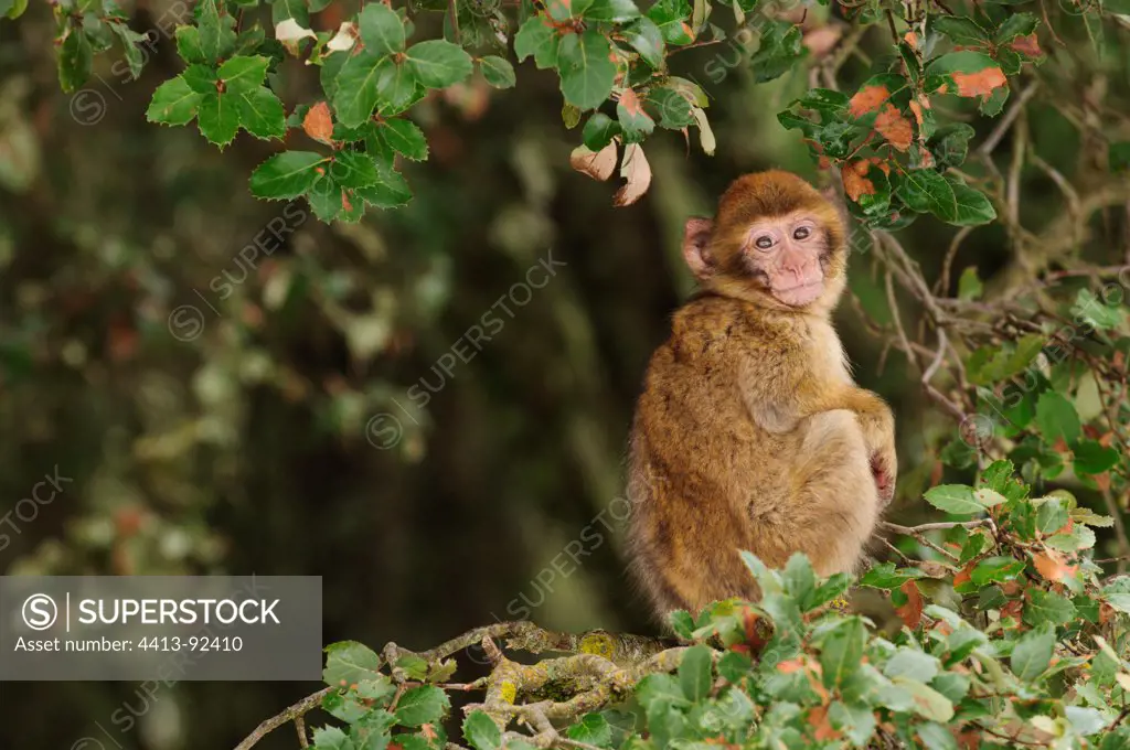 Barbary Macaque sitting on trees in the cedar forest Atlas
