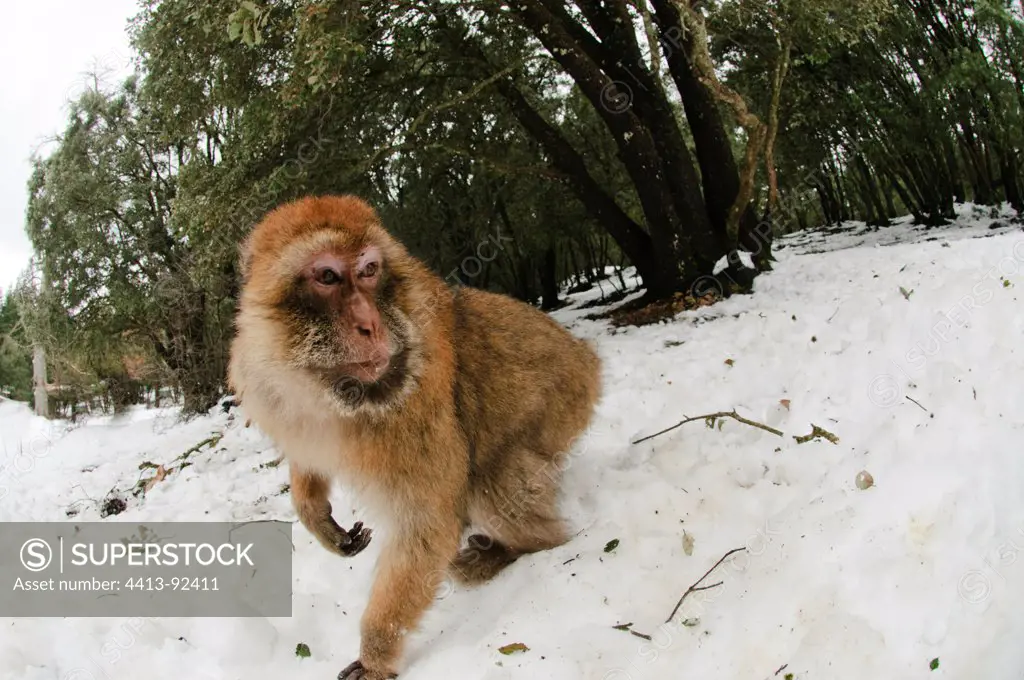 Barbary Macaque on winter snowy cedar forest Morocco