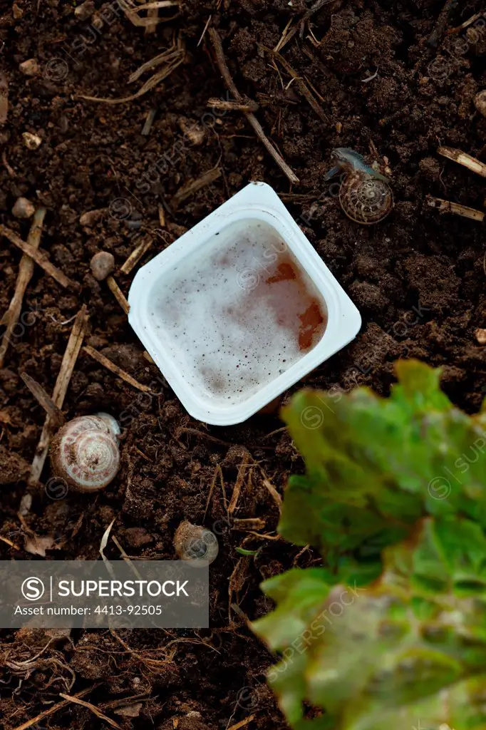 Slug trap in a kitchen garden