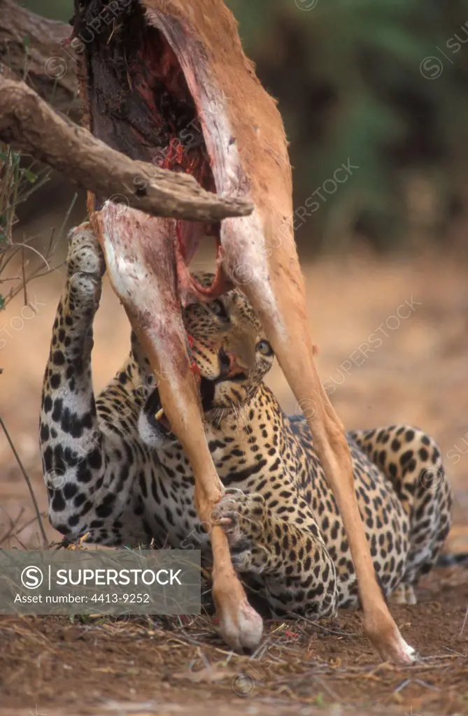 Leopard eating a suspended gazella Africa