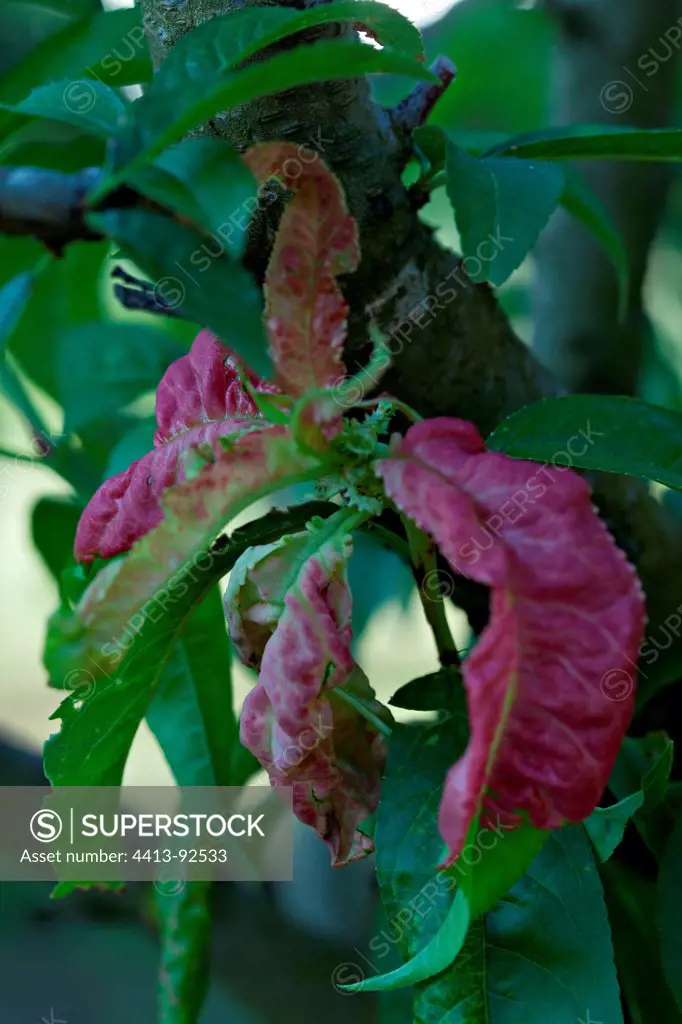 Damage caused by peach leaf curl