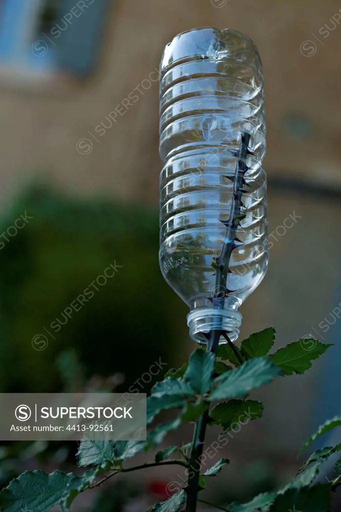 Bottle to kill a bramble in a garden
