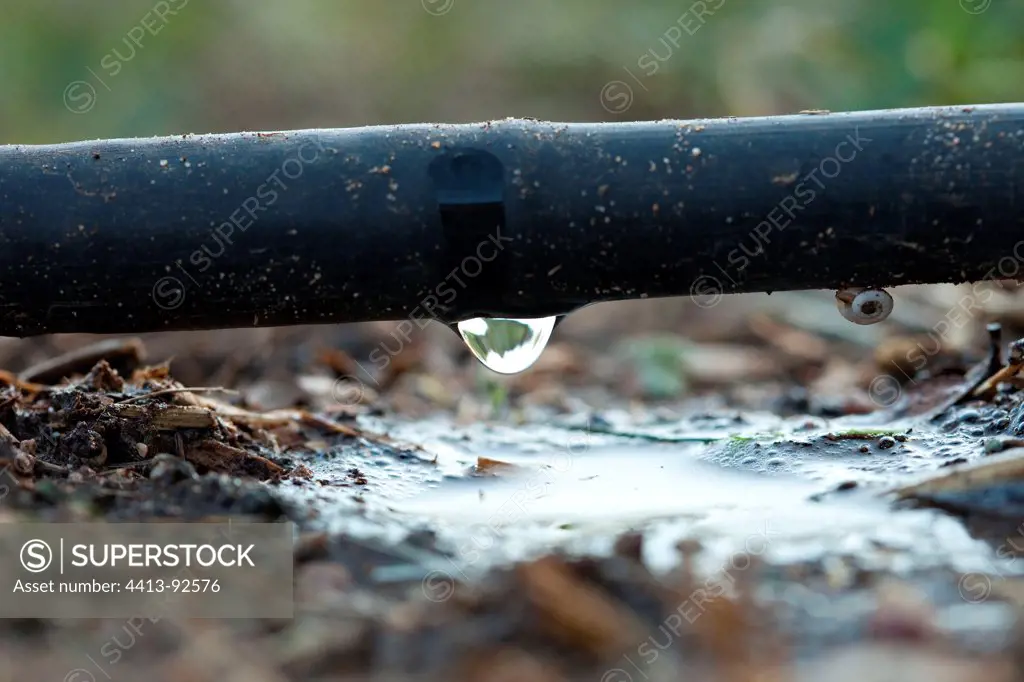 Dropwise wattering in a garden