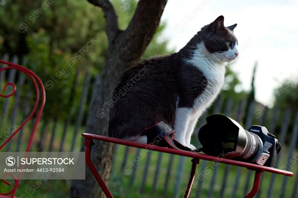 Cat sitting on a garden table in front of a camera