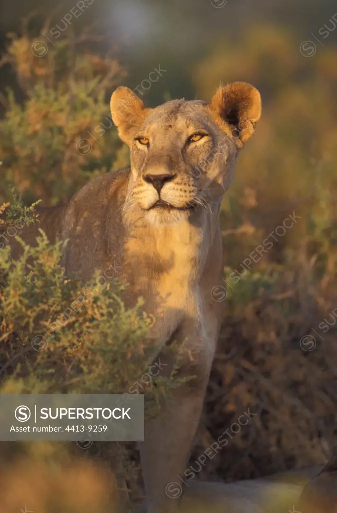 Portrait of a lioness Africa
