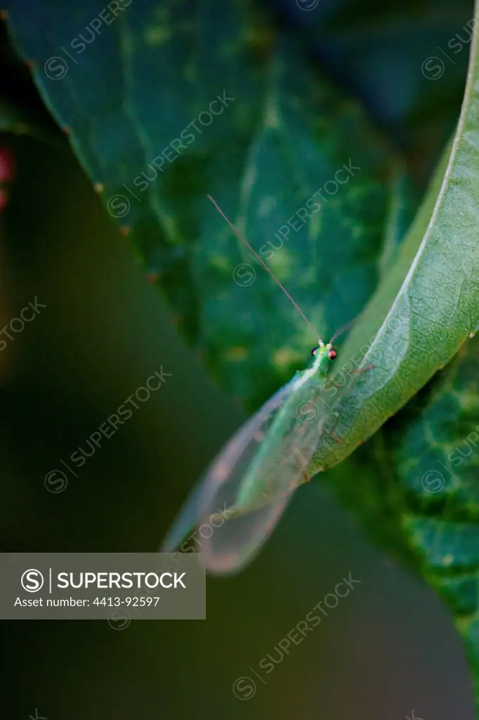 Green lacewing on a leaf in a garden
