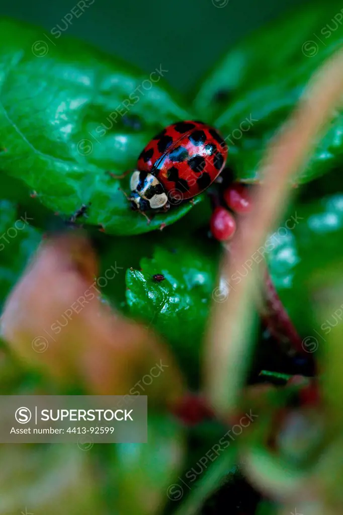 Asian lady beetle on a leaf in a garden