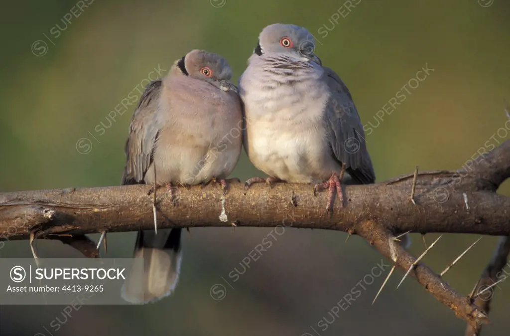 Couple of Collared doves posed on a branch Africa