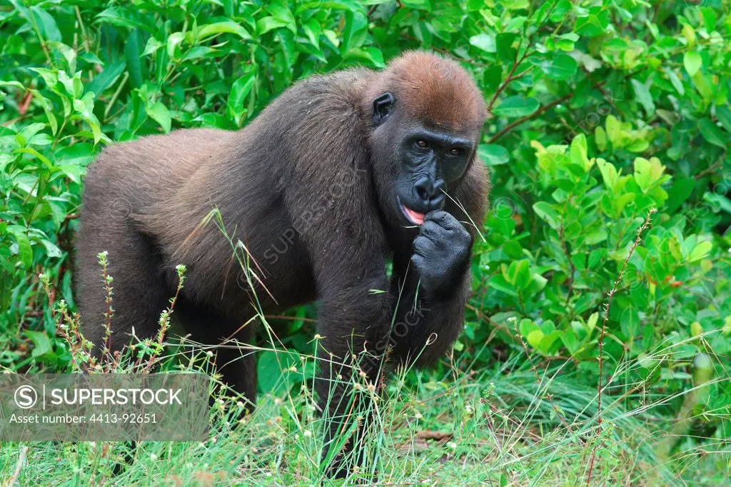 Lowland Gorilla on the island of Evengué Loango NP Gabon