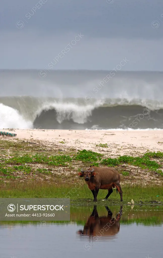 African Buffalo at the edge of the lagoon Louri Loango NP