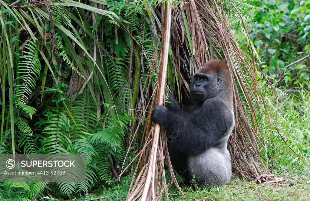 Western Lowland Gorilla eating vegetable Loango NPGabon