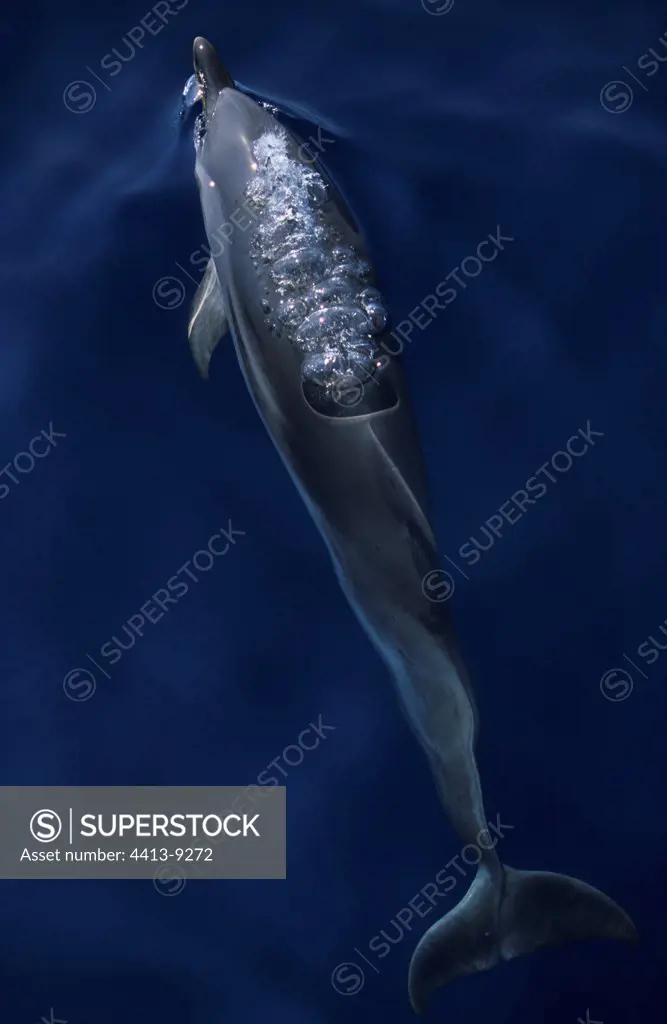 Striped dolphin breathing out near the surface of water