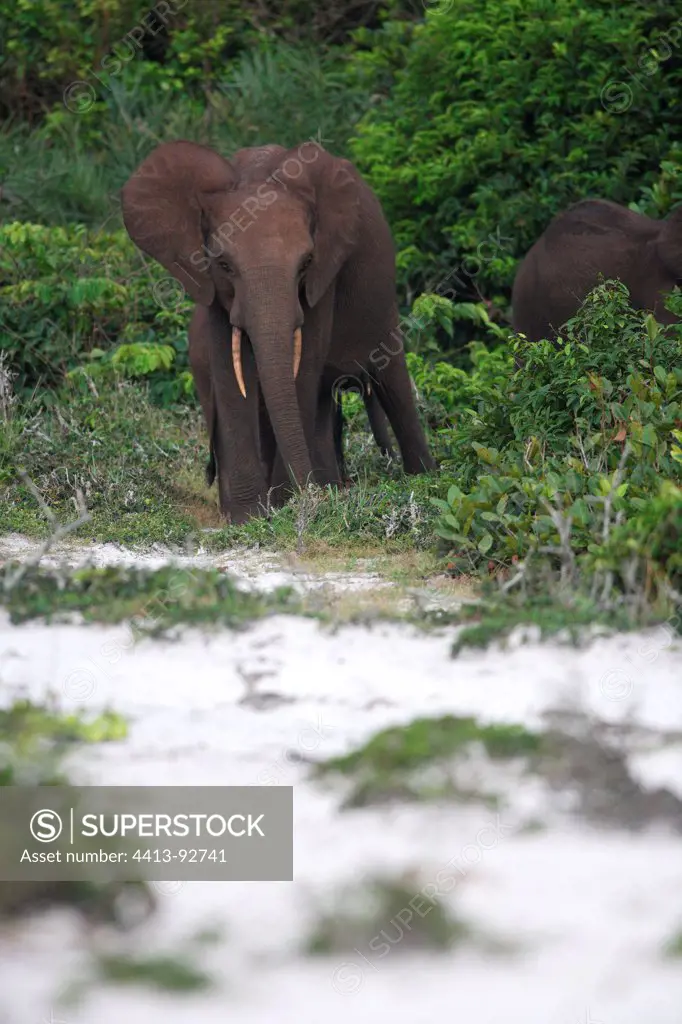 African Elephan Calf NP Loango in Gabon