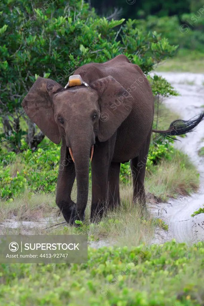 Elephant Forest female wearing a tag Loango NP Gabon