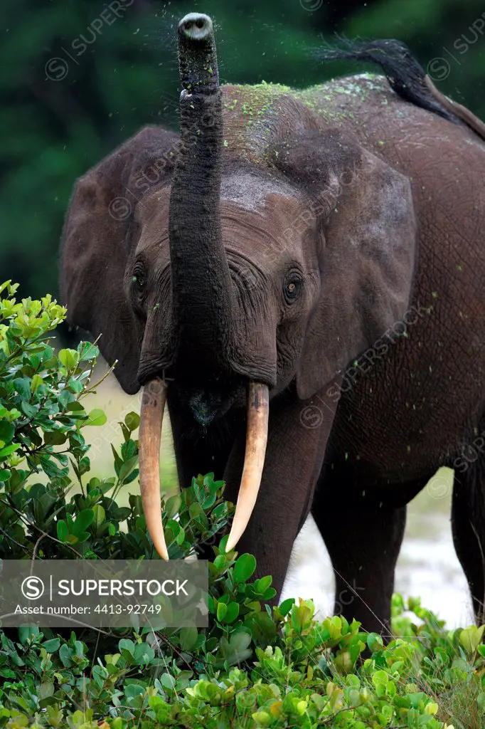 African Elephan sprinkling in Loango NP Gabon