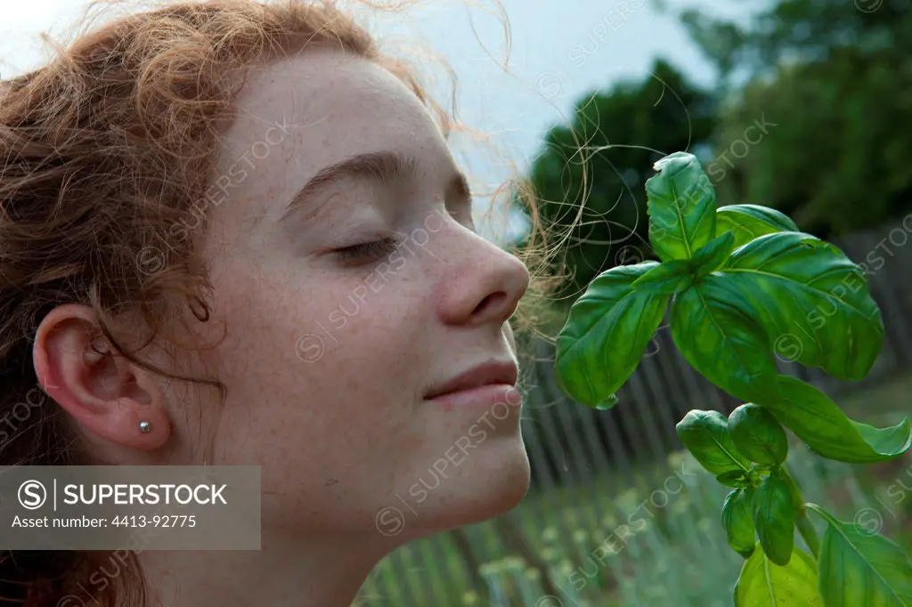 Young girl smelling a seedling of basil in a garden
