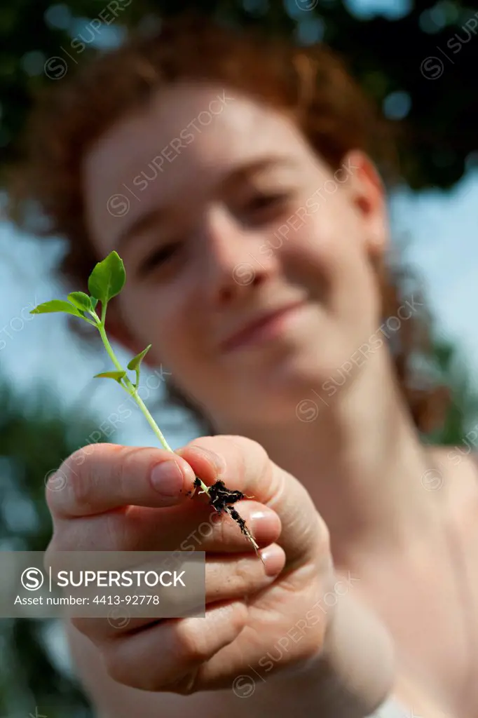 Young girl with a seedling of basil in a garden
