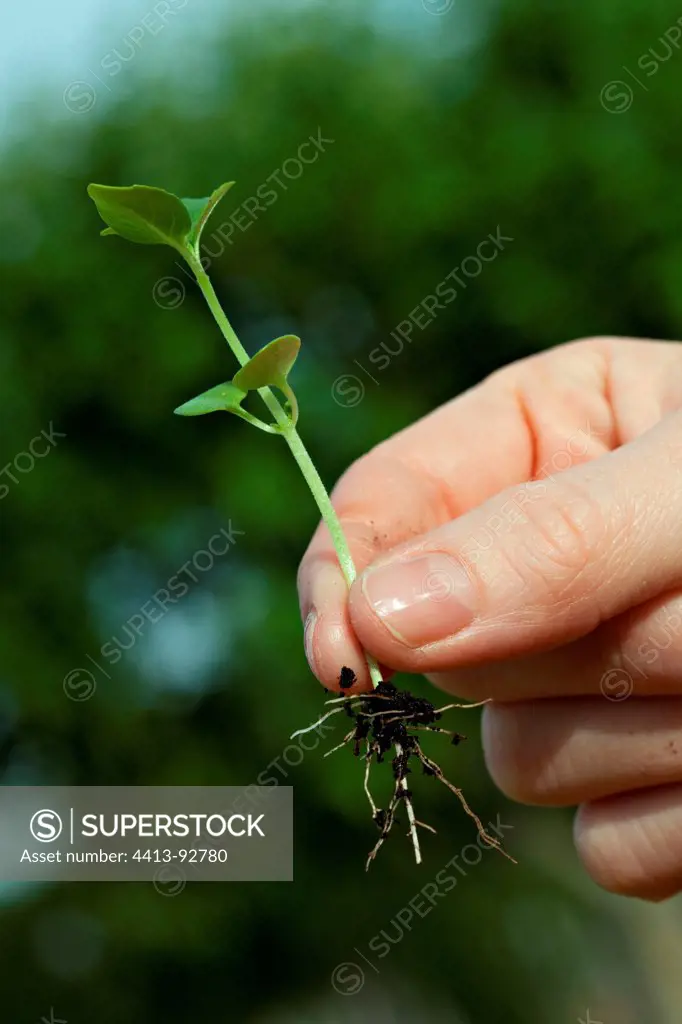 Hand with a seedling of basil in a garden
