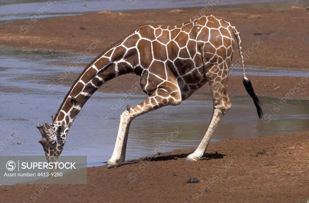 Reticulated giraffe drinking at a water point Africa