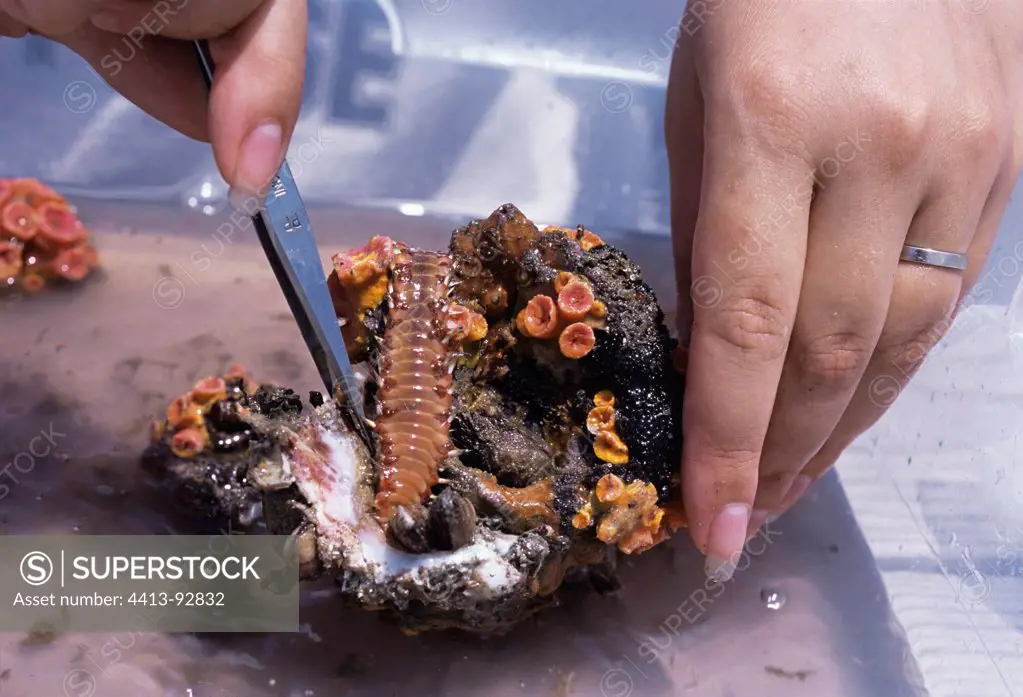 Scientist examines Fire Worm from off-shore oil platform