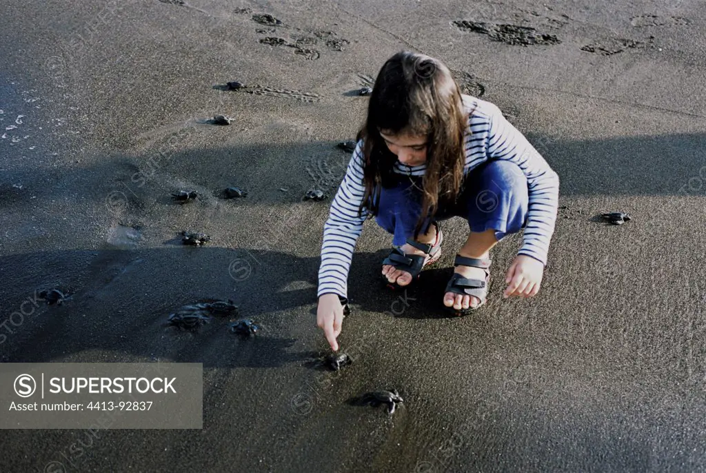 Girl collecting Olive Ridley Turtle hatchlings to release