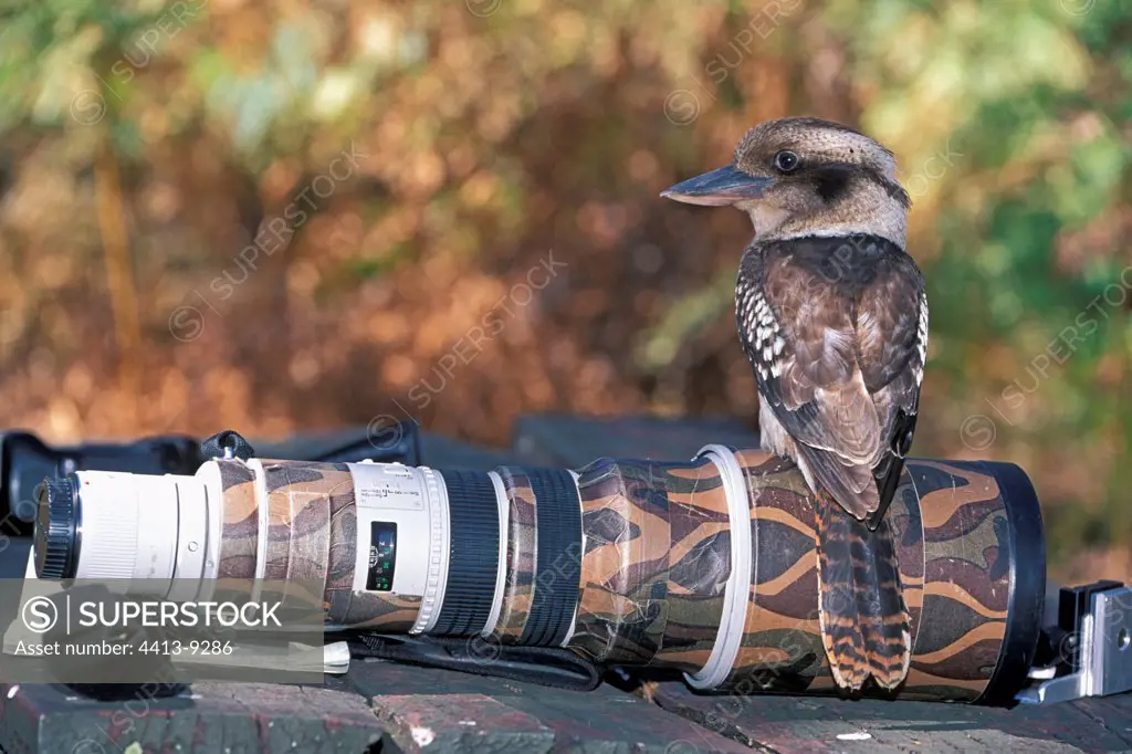 Laughing kookaburra posed on a photographic objective