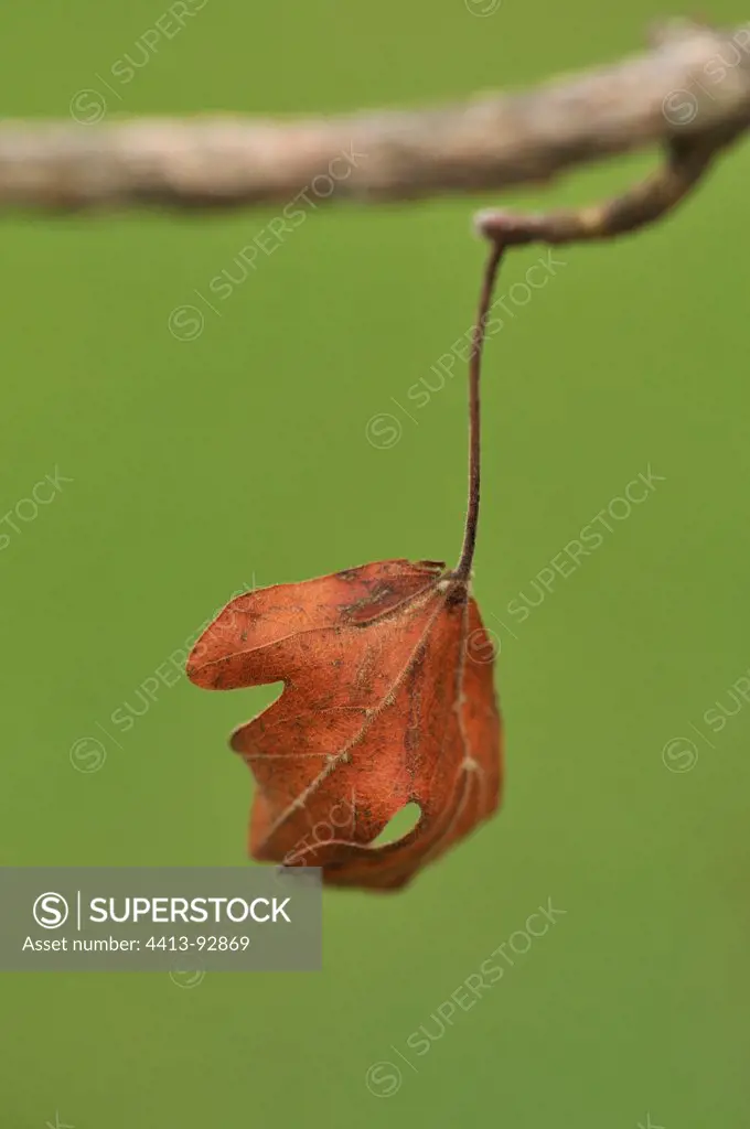 Dead leaf on a branch Haute-Loire France