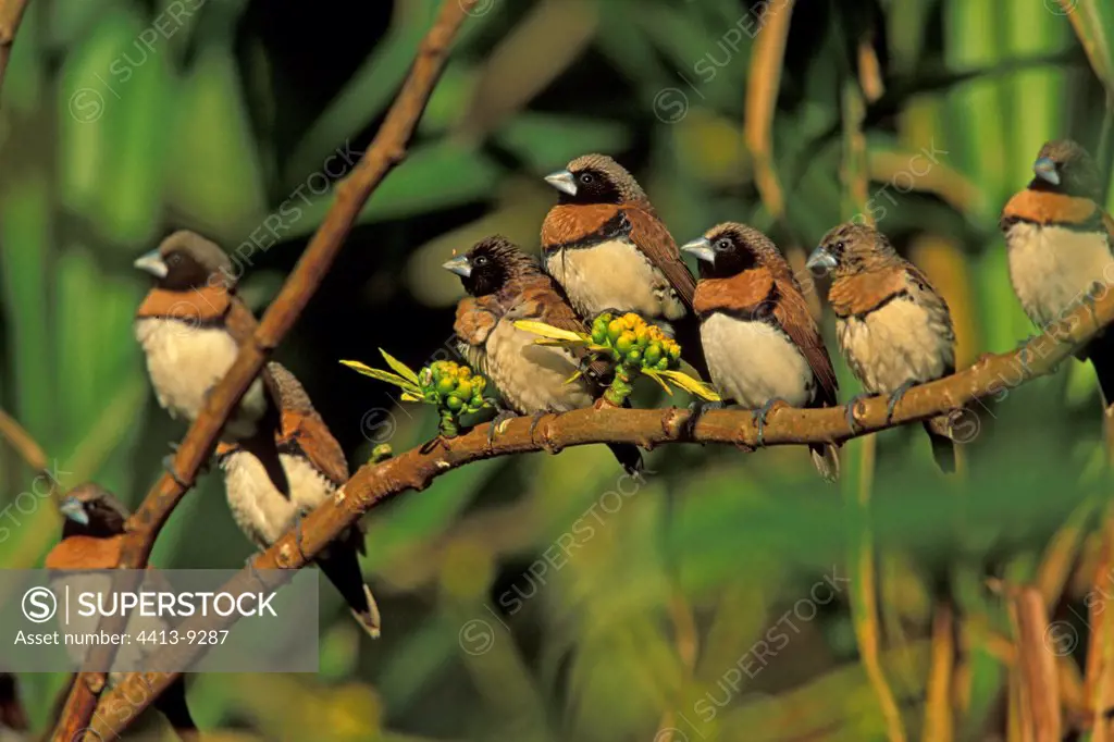 Group donacoles capuchins perched on a branch