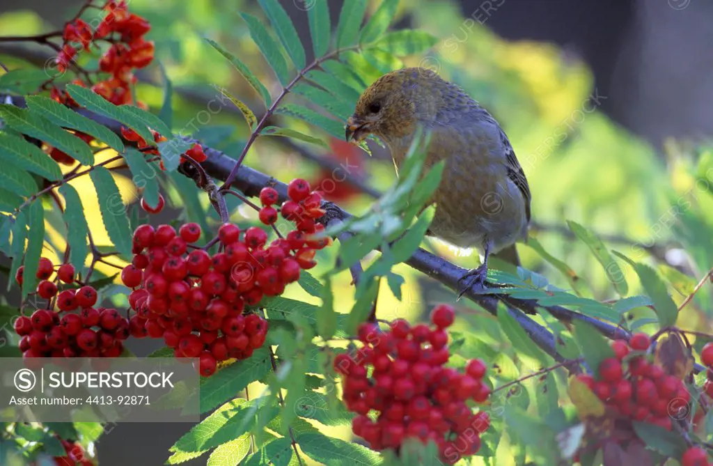 Pine Grosbeak eating berries
