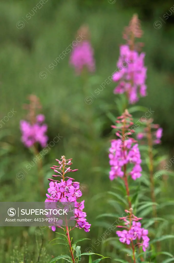 Willowherb in bloom