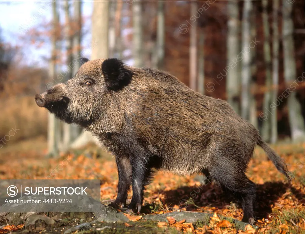 Wild boar in undergrowth in autumn France