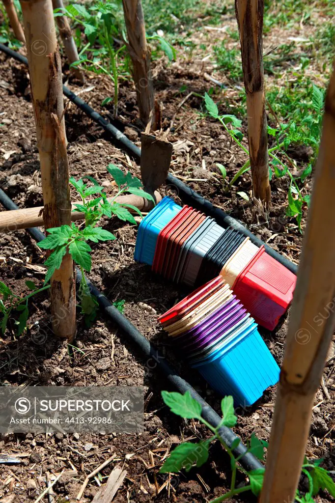 Plantation of tomatoes in a kitchen garden